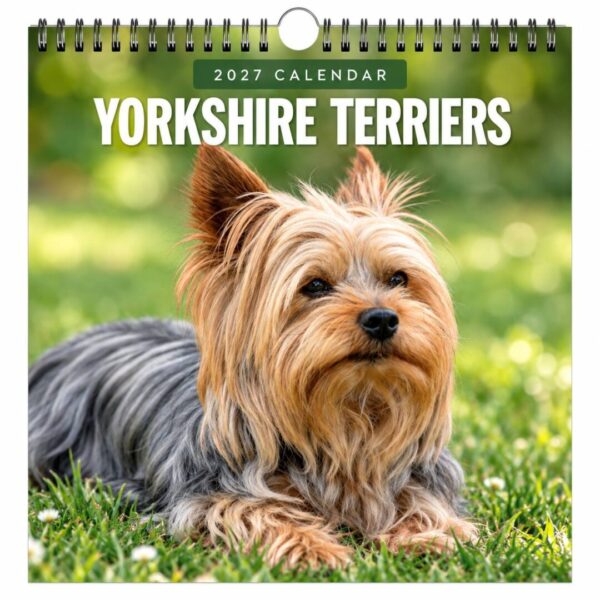 Kalender 2027 Yorkshire Terrier