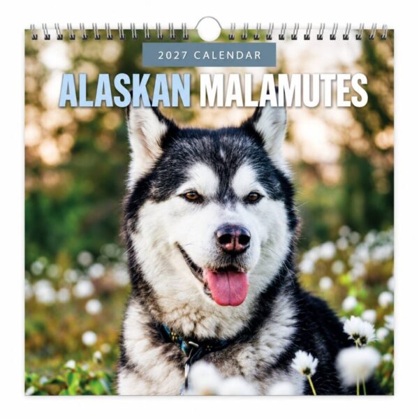 Kalender Alaskan Malamut