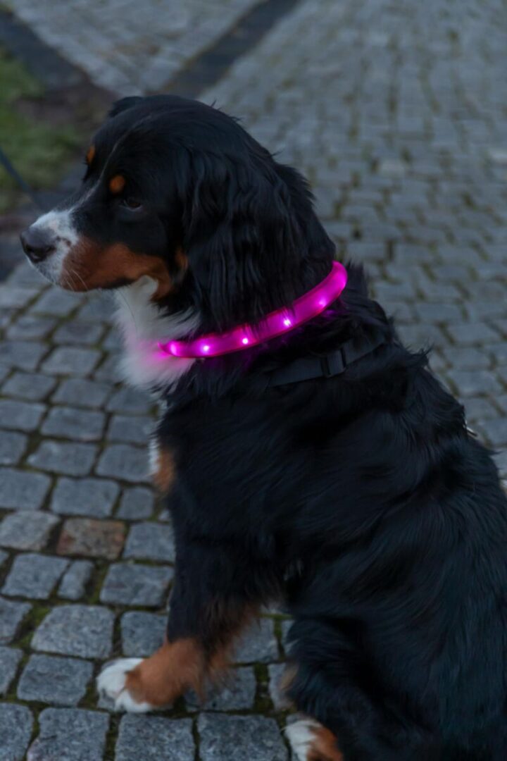 Trixie Silicone Flash Light Ekstra Bred Halsbånd 50cm - Image 2