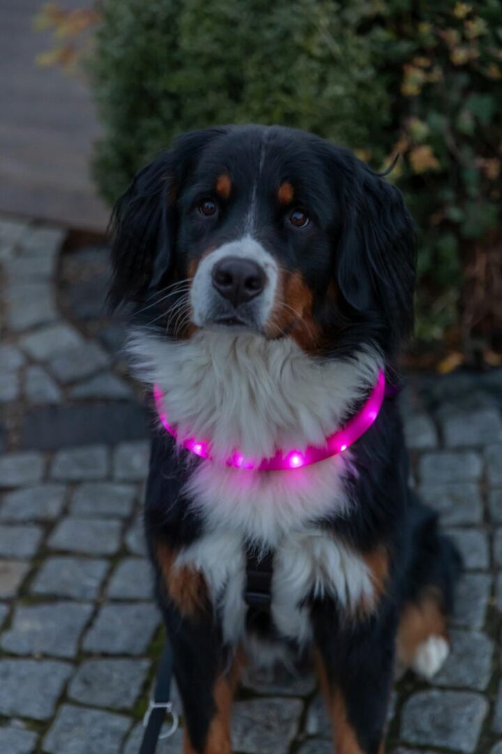 Trixie Silicone Flash Light Ekstra Bred Halsbånd